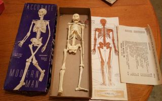 Vintage Accurate Modern Man Skeleton Superlon 1/6 Scale 1958