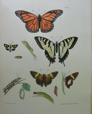 1854 Agriculture Of York,  47 Hand - Colored Plates Insects,  Butterflies,  &c.