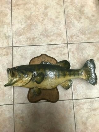 Vintage 21,  Taxidermy Real Skin Large Mouth Bass Taxidermy