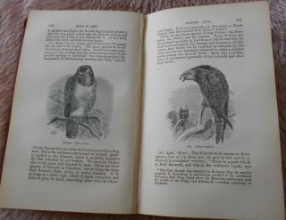 1868 Natural History Of The Bible Holy Land Antiquarian Natural History