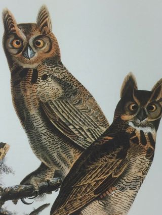Vintage Audubon Print Great Horned Owl Bird 25289