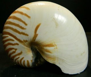 Vintage Natural Striped Nautilus Shell 4.  5 " X 6 " X 3 "