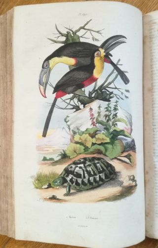 Guerin Natural History Dictionnaire Folio 63 Color Plates T.  9 - 1839