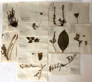 1979 Vintage Botany Pressed Alaska Usa 12 Plant Specimens (alaska Is Changing)