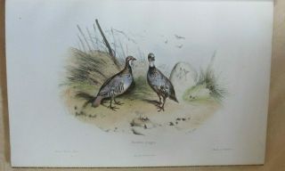 Victor Adam,  18 Colour Plates Of Game Birds From Musee Du Chasseur,  Finely Bound