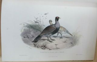 Victor Adam,  18 colour plates of game birds from Musee du Chasseur,  finely bound 2