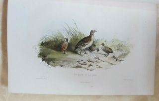 Victor Adam,  18 colour plates of game birds from Musee du Chasseur,  finely bound 7