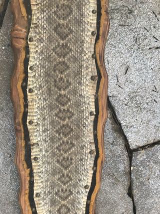 Vintage Real Skin wall Mount Rattlesnake Taxidermy 70” 4