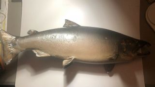 Mean Large Vintage Silver Salmon Fish Taxidermy Mount 29”