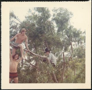 Shirtless Hottie Men In Swimsuits Climbing Trees Vintage Photo Gay Int