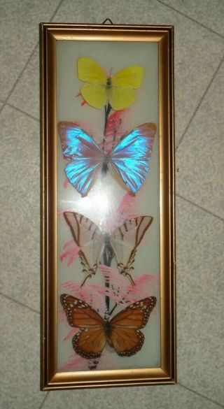 Real Butterfly Taxidermy Display Vintage Framed Convex Glass - 12 " X 5 - 1/2 "