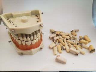 Vintage Columbia Dentoform Corp.  R861/r862 Dental Teeth Gums Jaw