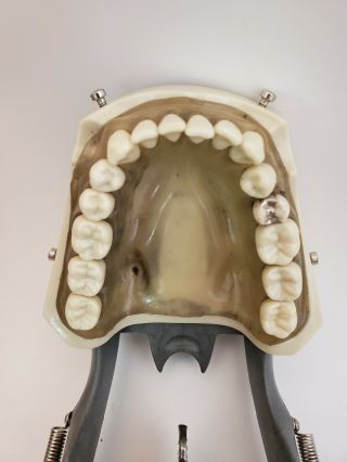 Vintage COLUMBIA DENTOFORM CORP.  R861/R862 Dental Teeth Gums Jaw 3
