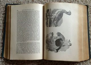 Antique 1882 Victorian Book THE WORLD ' S ENCYCLOPEDIA OF WONDERS AND CURIOSITIES 4