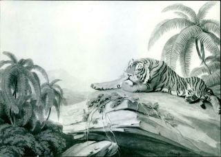 By Samuel Howitt: A Tiger Lying Upon A Rock - Vintage Photo