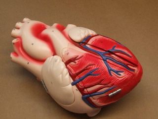 Vtg Denoyer Geppert Heart Of America Student Version Anatomical Model Anatomy