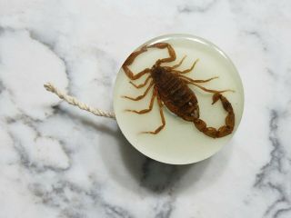 Vintage 1960s Glow in Dark Real Scorpion Double Sided 2 