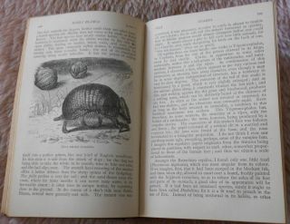 1892 Charles Darwin Voyage HMS Beagle Round World Antiquarian Natural History 5