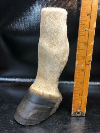 Vintage Taxidermy Real Zebra Leg Hoof Hooves 8 " Tall