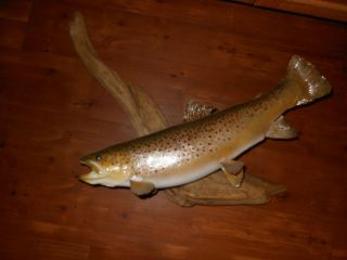 Vintage Real Skin Brown Trout 20 " Taxidermy Fish Mount Cabin Lodge Decor