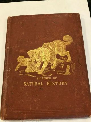 Antique Rare Vintage Book Pictures Of Natural History 1871