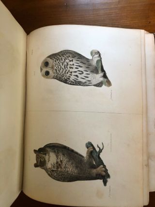 1844 Zoology Of York,  Part Ii Birds; Color Plates;
