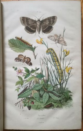 Guerin Natural History Dictionnaire Folio 41 Color Plates T.  6 - 1838 4