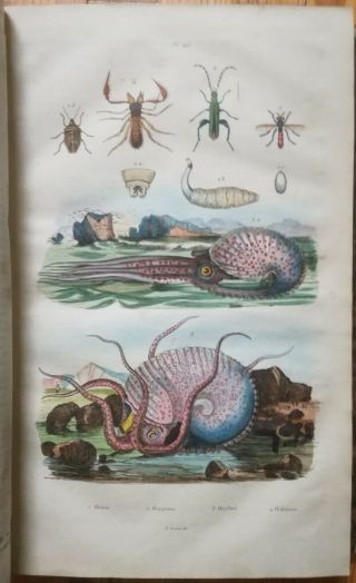 Guerin Natural History Dictionnaire Folio 41 Color Plates T.  6 - 1838 5