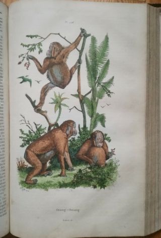Guerin Natural History Dictionnaire Folio 41 Color Plates T.  6 - 1838 8