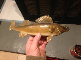 Real Skin Small Walleye Taxidermy Fish Mount Vintage With Flaws 13 "