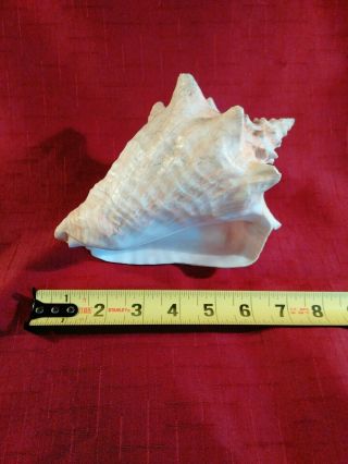 Vintage Queen Conch Shell No Harvest Hole 8” X 6” Glossy Pink Natural Seashell