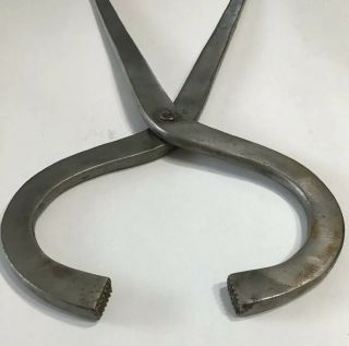 Farrier Hoof Tester 13” Vintage Quality Horseshoer Veterinary Steel Tight Tool