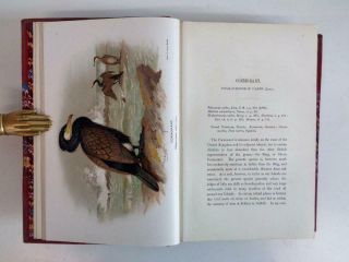 1891 - 97 Lilford Vol.  7 BIRDS OF THE BRITISH ISLANDS Ornithology 61 Colour Plates 5