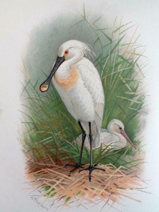 1891 - 97 Lilford Vol.  7 BIRDS OF THE BRITISH ISLANDS Ornithology 61 Colour Plates 6