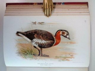 1891 - 97 Lilford Vol.  7 BIRDS OF THE BRITISH ISLANDS Ornithology 61 Colour Plates 8