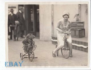 Alice White Races Monkey On Tricycle Vintage Photo Candid 1928