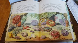 Exploring Under The Sea Sam Hinton 1st Edition 1957 Illustrated by Rudolf Freund 5