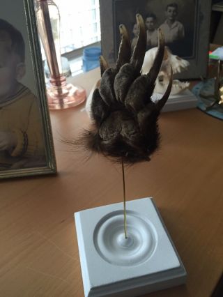 Oddities And Morbid Oddity: Paws Obscura: A Badger Paw On Display - Vintage