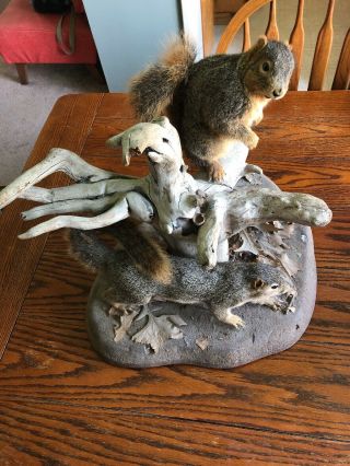 Two Squirrls Taxidermy Vintage Mount With Driftwood Scene