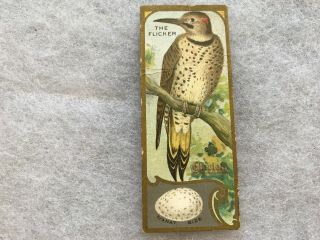 Chiclets Bird Series “the Flicker” Vintage Collector Card,  Sen Sen Chiclet Co.