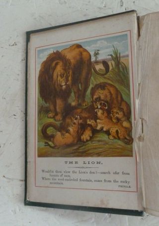 Vintage Book c1874 The Boy ' s Handy Natural History Colour Plates Dulcken Animals 4