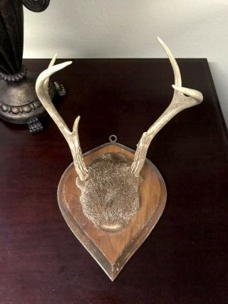 Vintage 5 Point Deer Antler Mount On Wood Plaque Taxidermy Whitetail