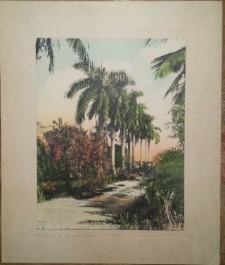 Vintage Hand - Colored Photo Row Of Royal Palms Sunsene Winter Park Fl