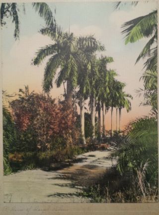 Vintage Hand - Colored Photo Row of Royal Palms Sunsene Winter Park FL 2