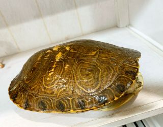 Vintage - Preserved Turtle Shell - Naturalia - Wonder Cabinet - Curiosity