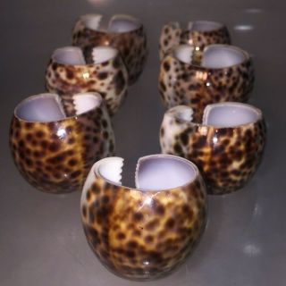 7 Vintage Tiger Cowrie Leopard Spotted Sea Shell Napkin Holder Rings