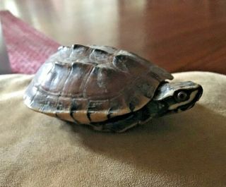 Vintage Taxidermy Young Turtle