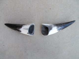 Semi Polished 6 " To 8 1/2 " Pair Bull Horn,  Steer Cow,  Mounting,  Black Powder