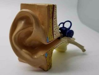 Vintage Gpi Anatomicals Human Ear Model - Accurate Teaching Display