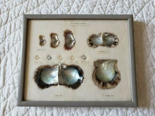 Vintage Pearl Display Box - Growth Of Cultured Pearls & Shells Home Decor